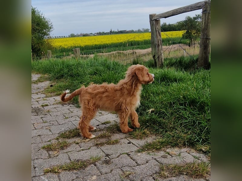Miniature Aussiedoodle Welpen