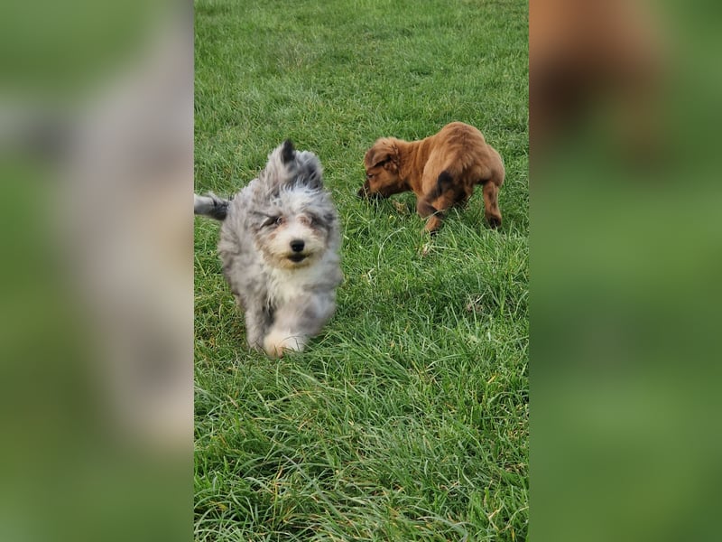 Miniature Aussiedoodle Welpen