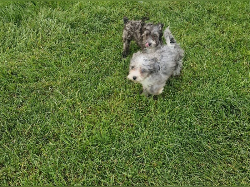 Miniature Aussiedoodle Welpen