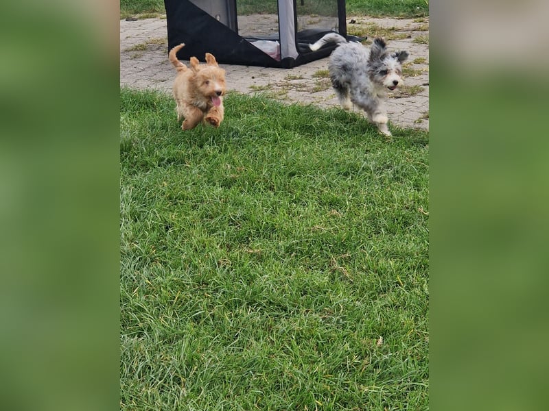 Miniature Aussiedoodle Welpen