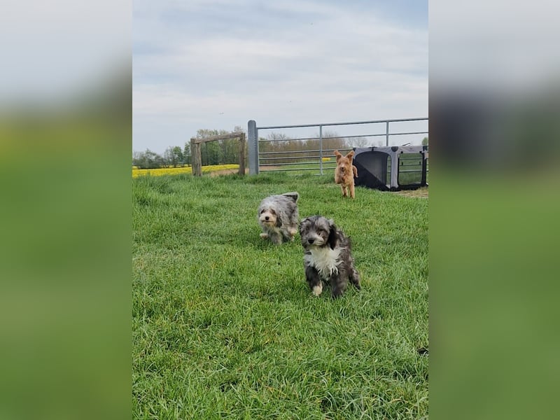 Miniature Aussiedoodle Welpen