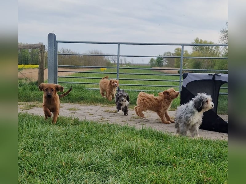 Miniature Aussiedoodle Welpen