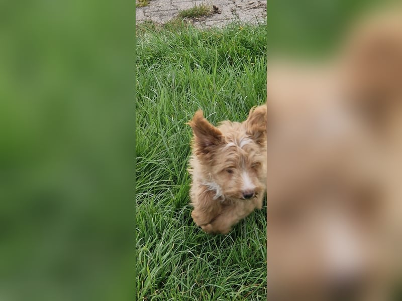 Miniature Aussiedoodle Welpen