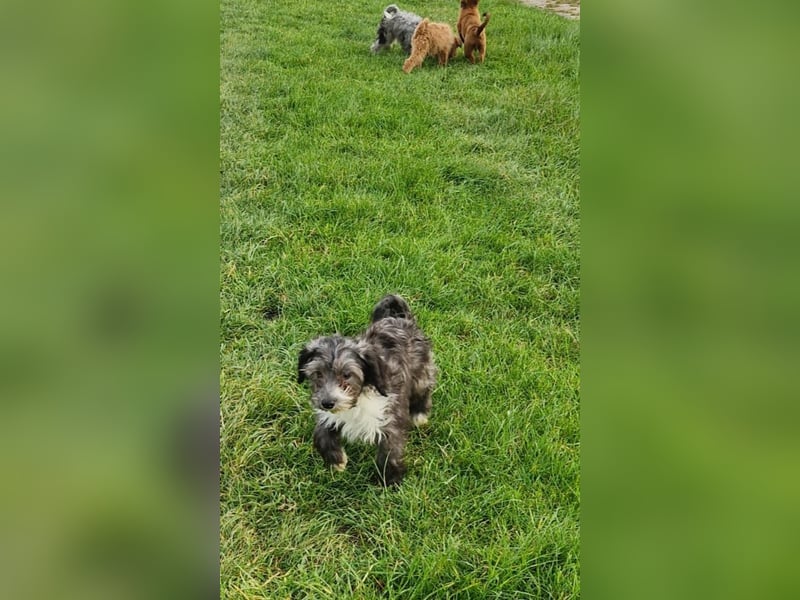 Miniature Aussiedoodle Welpen
