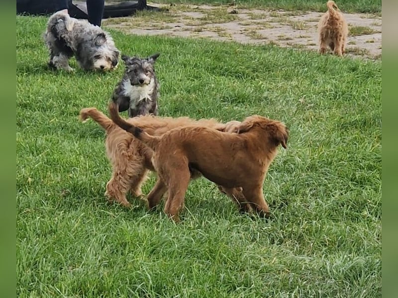 Miniature Aussiedoodle Welpen