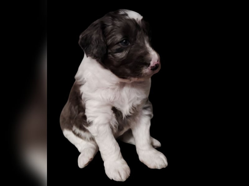 Aussiedoodle Medium