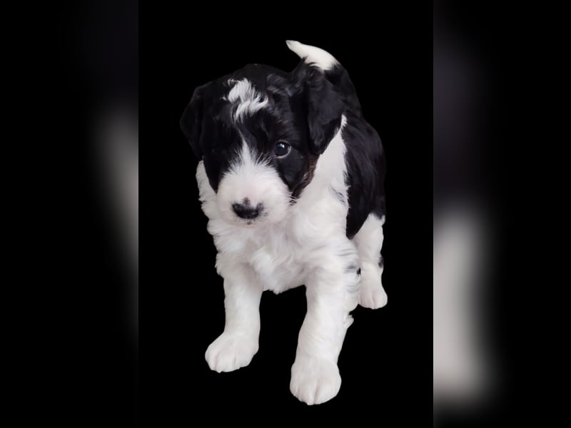Aussiedoodle Medium