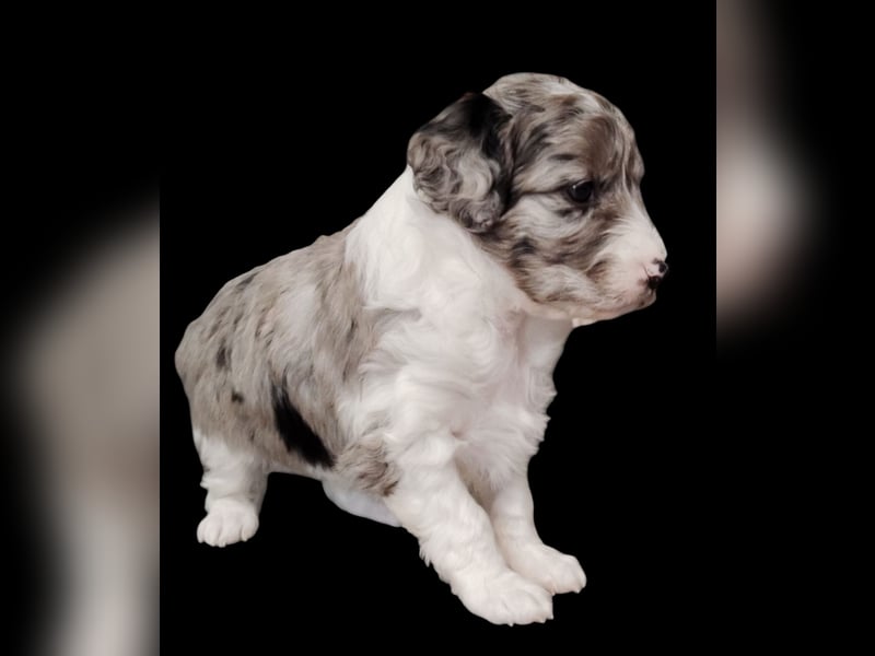 Aussiedoodle Medium