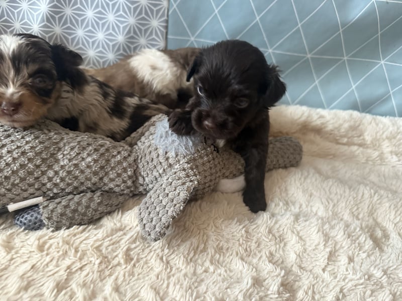 Seltene Toy Aussiedoodle 3-5kg Therapiehund Doodle Mini Australian Shepherd Pudel Zwergpudel Havapoo