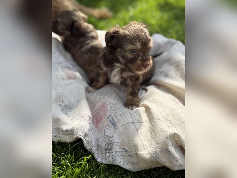 Seltene Toy Aussiedoodle 3-5kg Therapiehund Doodle Mini Australian Shepherd Pudel Zwergpudel Havapoo