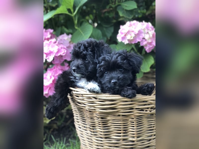 Seltene Toy Aussiedoodle 3-5kg Therapiehund Doodle Mini Australian Shepherd Pudel Zwergpudel Havapoo