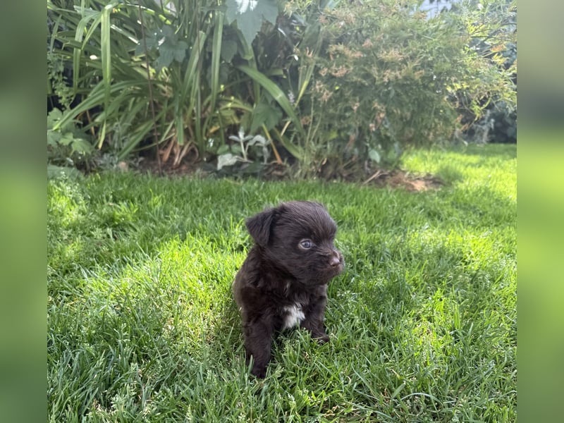 Seltene Toy Aussiedoodle 3-5kg Therapiehund Doodle Mini Australian Shepherd Pudel Zwergpudel Havapoo