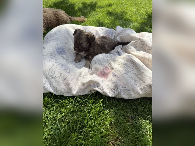 Seltene Toy Aussiedoodle 3-5kg Therapiehund Doodle Mini Australian Shepherd Pudel Zwergpudel Havapoo