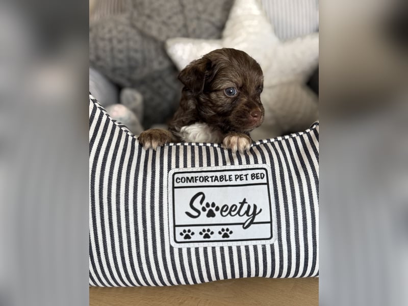 Seltene Toy Aussiedoodle 3-5kg Therapiehund Doodle Mini Australian Shepherd Pudel Zwergpudel Havapoo
