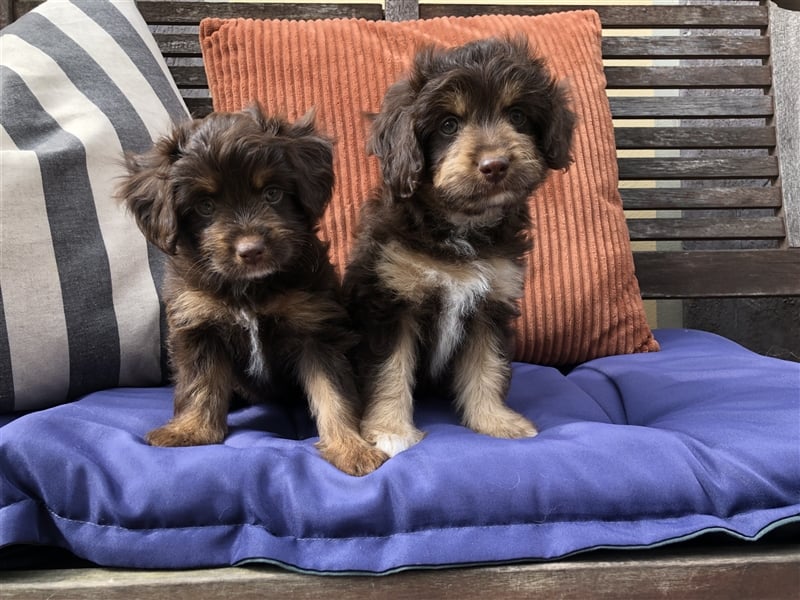 Seltene Toy Aussiedoodle 3-5kg Therapiehund Doodle Mini Australian Shepherd Pudel Zwergpudel Havapoo