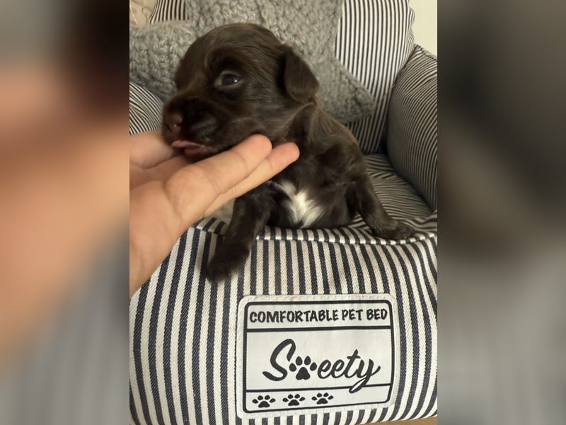 Seltene Toy Aussiedoodle 3-5kg Therapiehund Doodle Mini Australian Shepherd Pudel Zwergpudel Havapoo