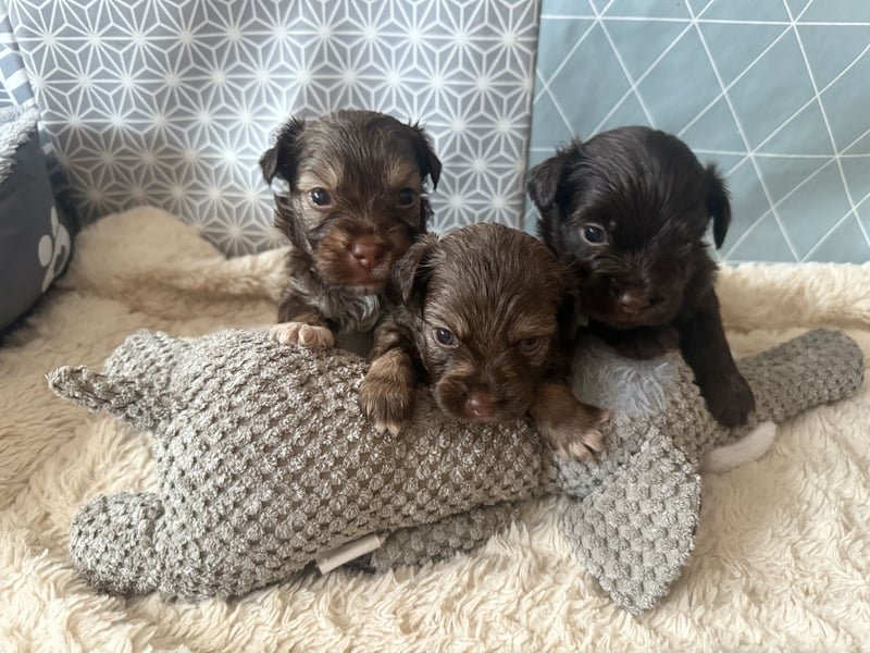 Seltene Toy Aussiedoodle 3-5kg Therapiehund Doodle Mini Australian Shepherd Pudel Zwergpudel Havapoo