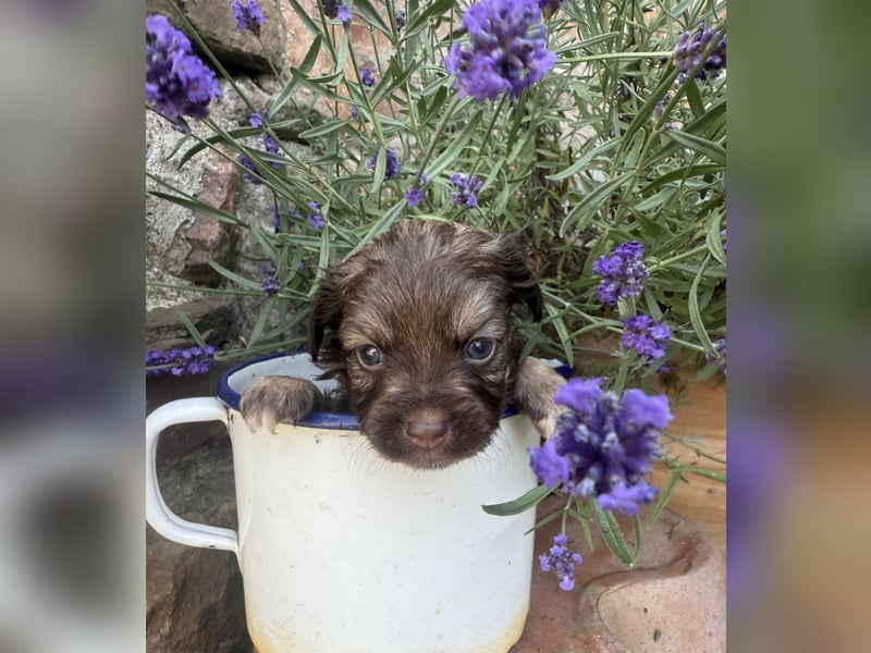 Seltene Toy Aussiedoodle 3-5kg Therapiehund Doodle Mini Australian Shepherd Pudel Zwergpudel Havapoo
