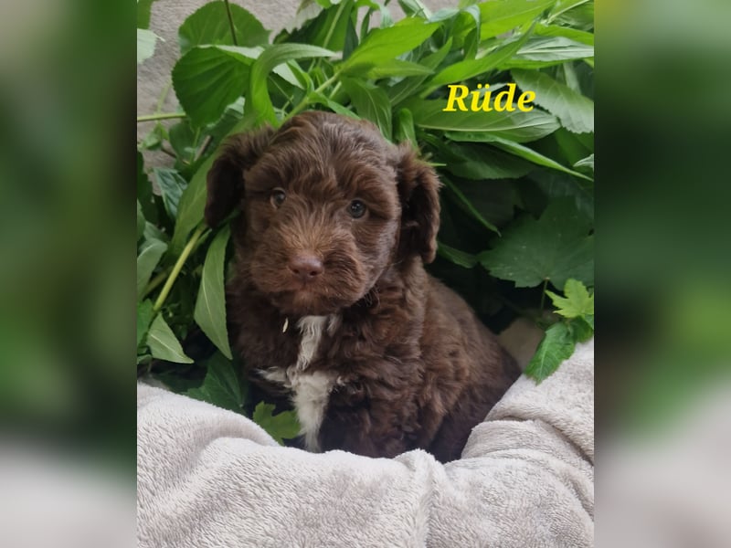 Toy Aussiedoodle Welpen