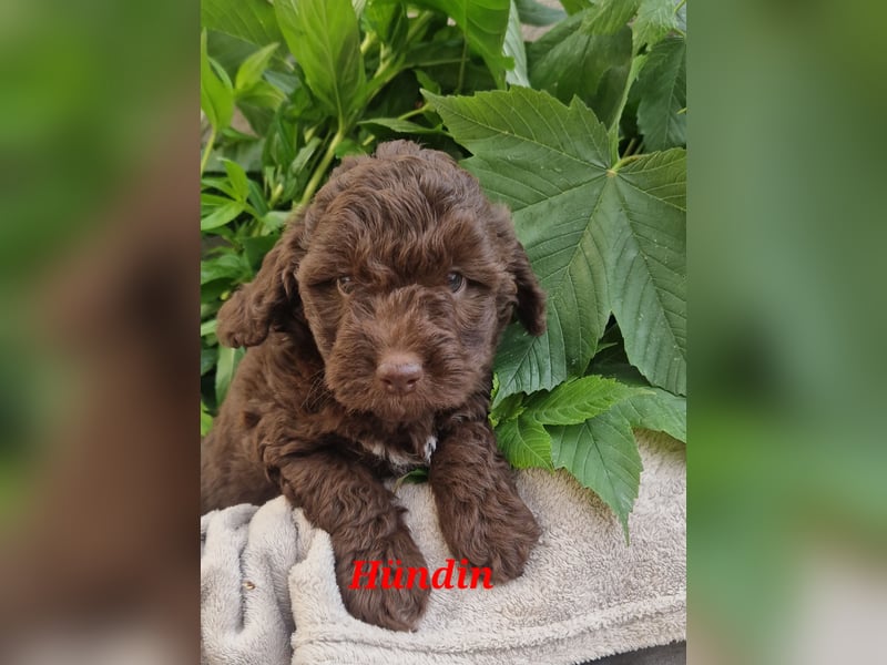 Toy Aussiedoodle Welpen