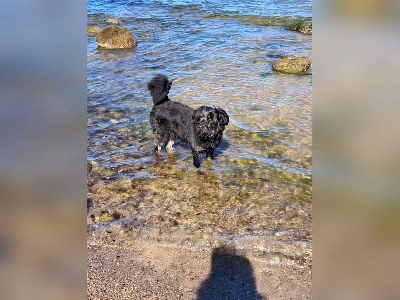 Oscar Aussiedoodle 4 Jahre [zum Decken]