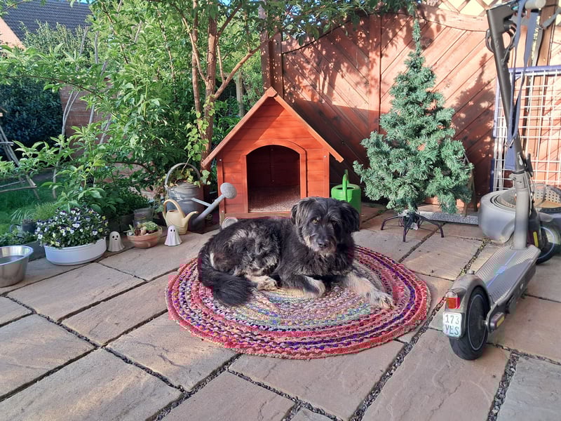 Oscar Aussiedoodle 4 Jahre [zum Decken]