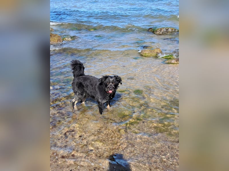 Oscar Aussiedoodle 4 Jahre [zum Decken]