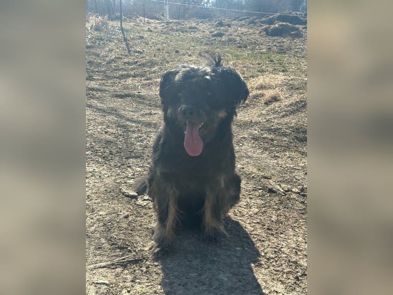 Oscar Aussiedoodle 4 Jahre [zum Decken]