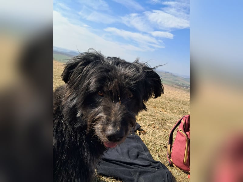 Oscar Aussiedoodle 4 Jahre [zum Decken]