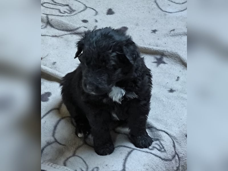 Aussiedoodle Welpen