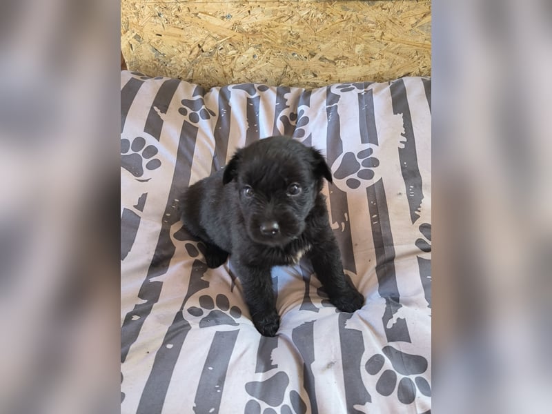 Aussiedoodle Welpen