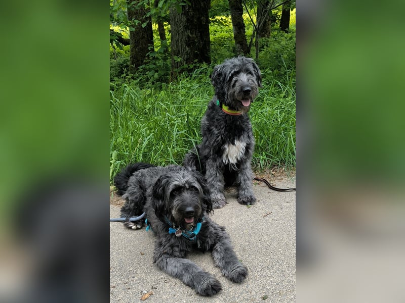 Aussiedoodle Welpen