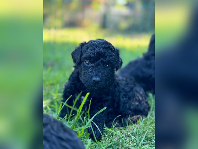 Bezaubernde Mini Aussiedoodle Welpen
