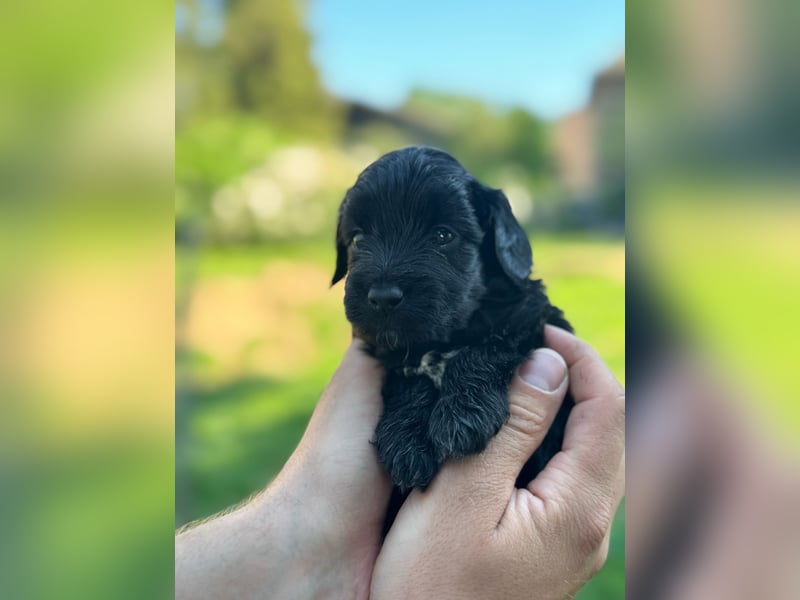 Bezaubernde Mini Aussiedoodle Welpen