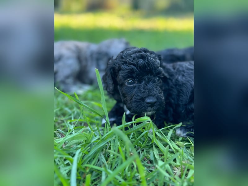 Bezaubernde Mini Aussiedoodle Welpen