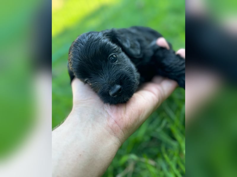 Bezaubernde Mini Aussiedoodle Welpen