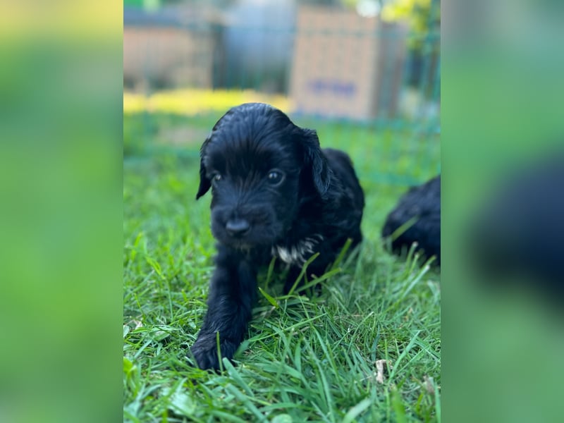 Bezaubernde Mini Aussiedoodle Welpen