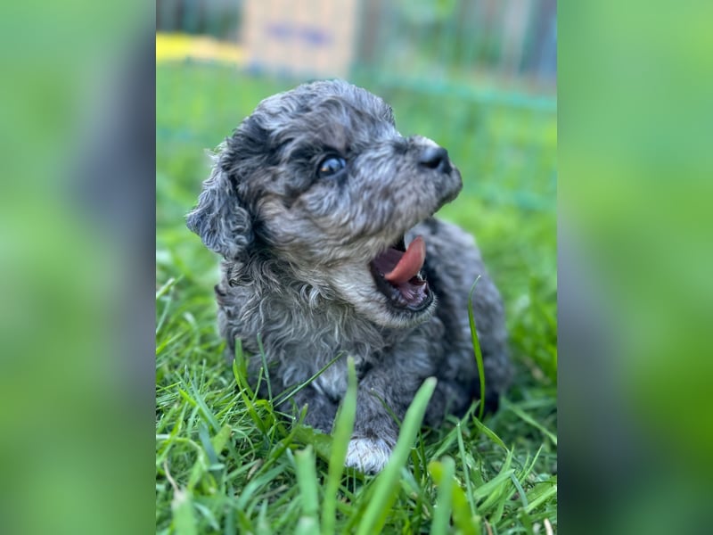 Bezaubernde Mini Aussiedoodle Welpen