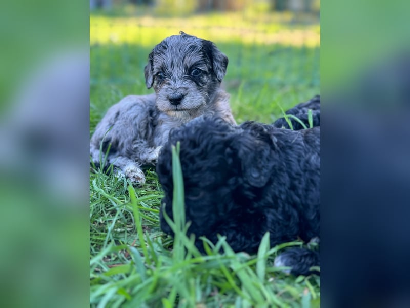 Bezaubernde Mini Aussiedoodle Welpen