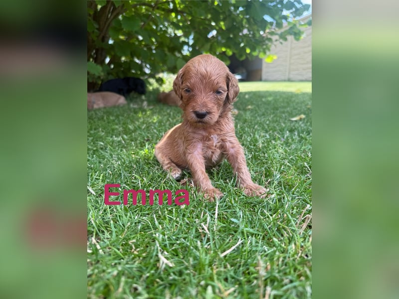 Aussiedoodle / Aussiepoo  F1b