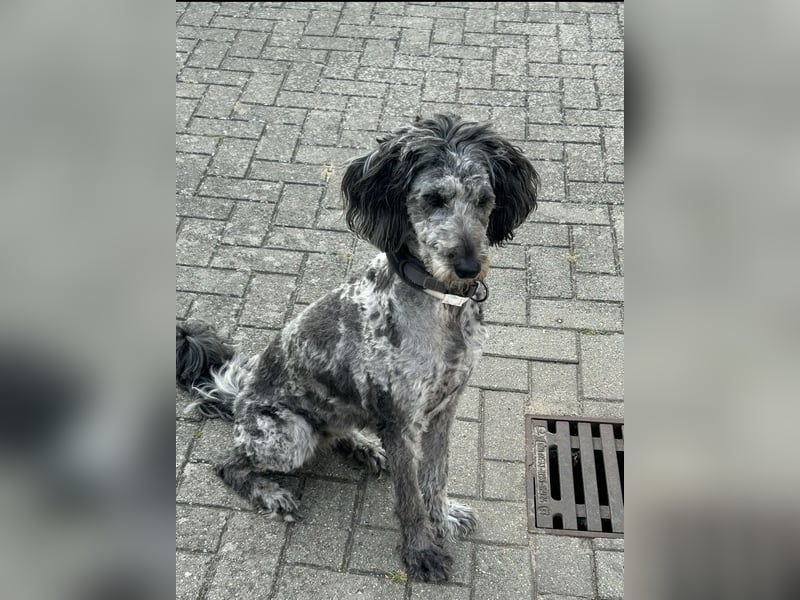 Aussiedoodle / Aussiepoo  F1b Wurfankündigung