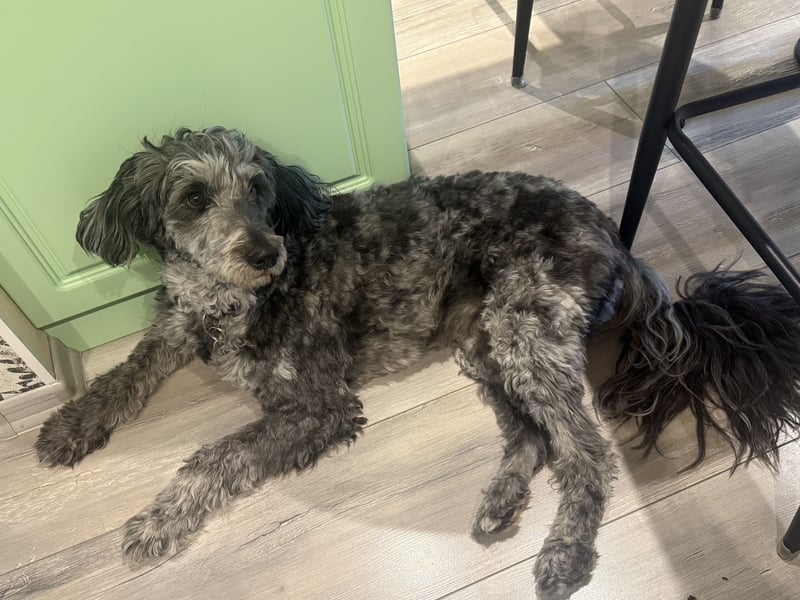 Aussiedoodle / Aussiepoo  F1b Wurfankündigung