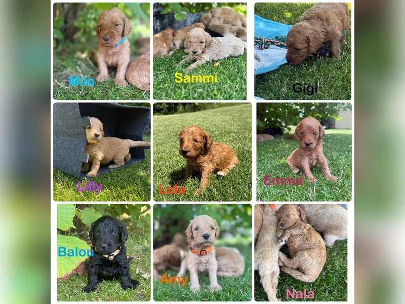 Aussiedoodle / Aussiepoo  F1b