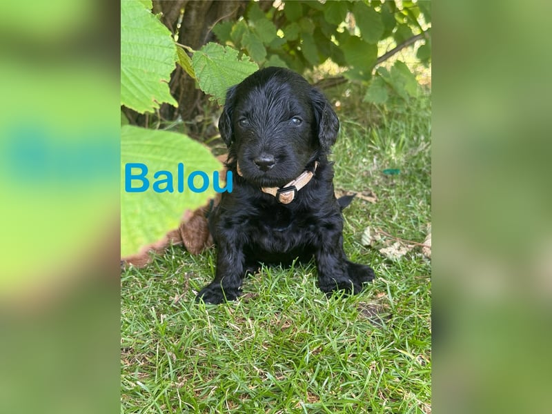 Aussiedoodle / Aussiepoo  F1b