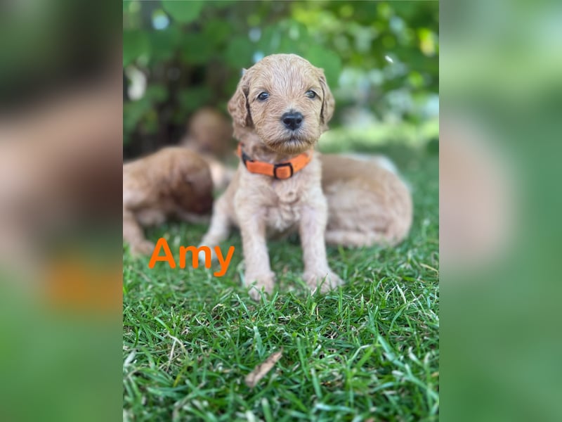 Aussiedoodle / Aussiepoo  F1b