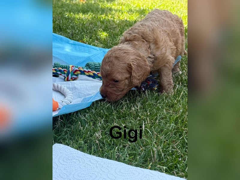 Aussiedoodle / Aussiepoo  F1b