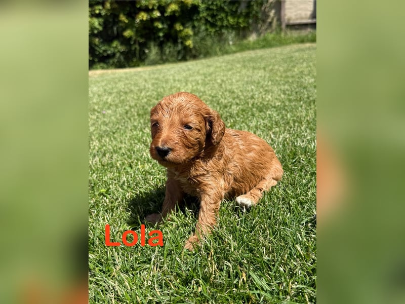 Aussiedoodle / Aussiepoo  F1b