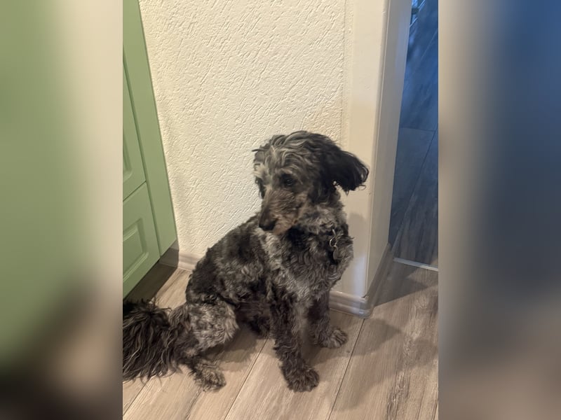Aussiedoodle / Aussiepoo  F1b Wurfankündigung