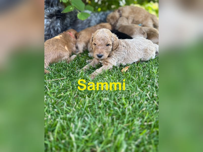 Aussiedoodle / Aussiepoo  F1b