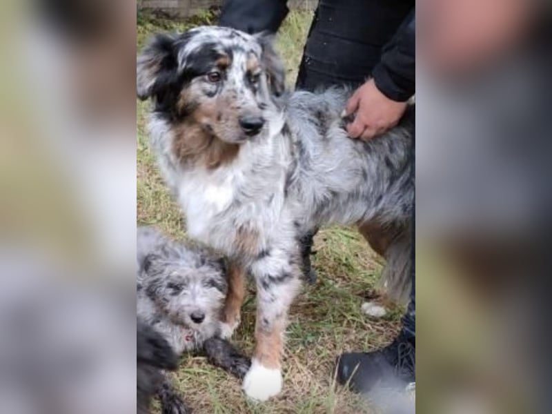 Aussiedoodle / Aussiepoo  F1b Wurfankündigung